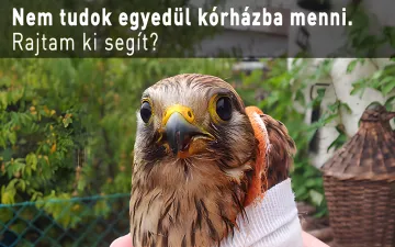 Nem tudok egyedül kórházba menni. Rajtam ki segít?